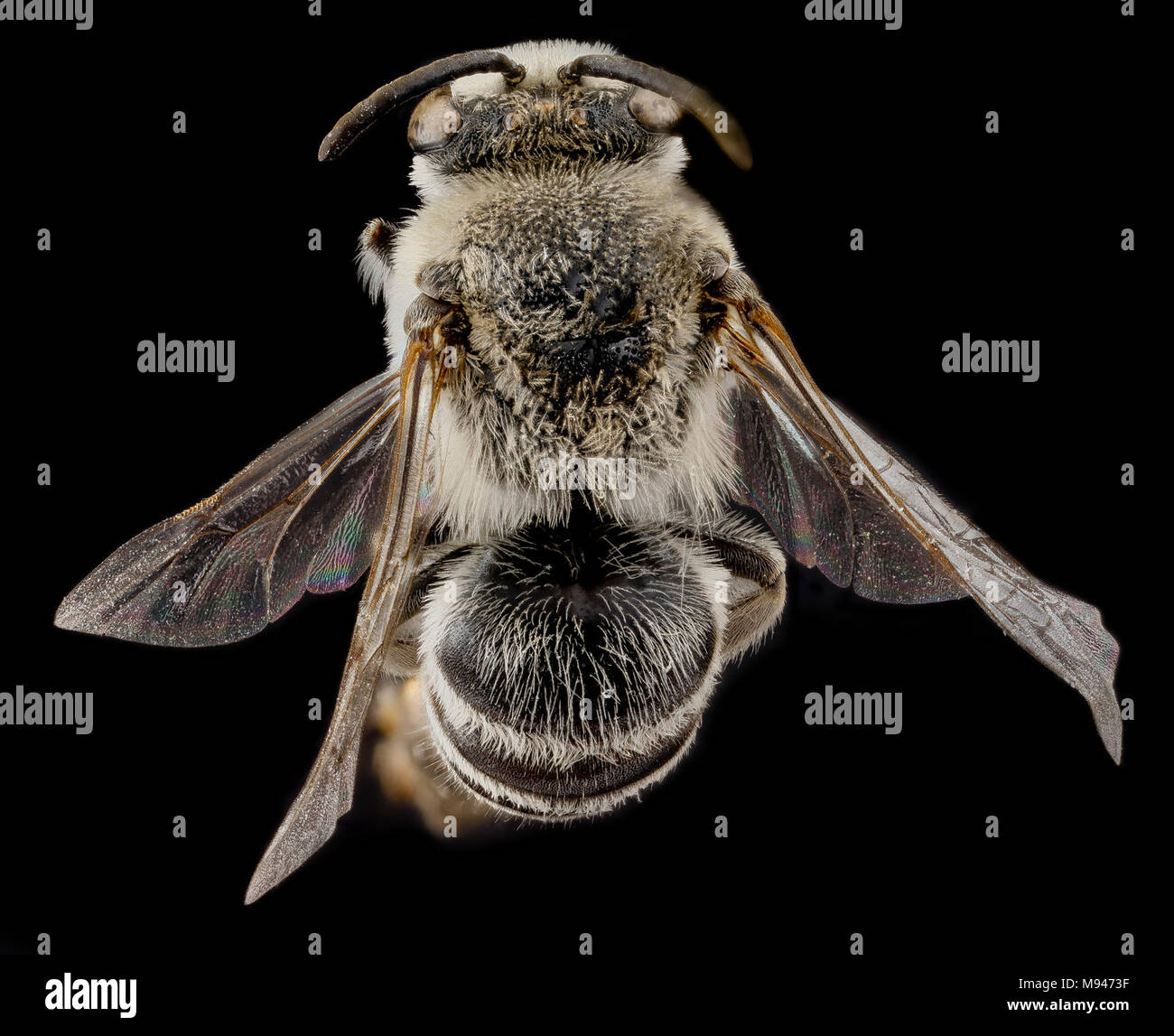 Colletes willistoni, maschio, indietro Foto Stock