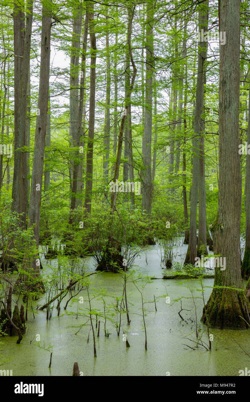 63895-14613 cipresso calvo alberi (Taxodium distichum) Heron Pond Little Black Slough, Johnson Co. IL Foto Stock