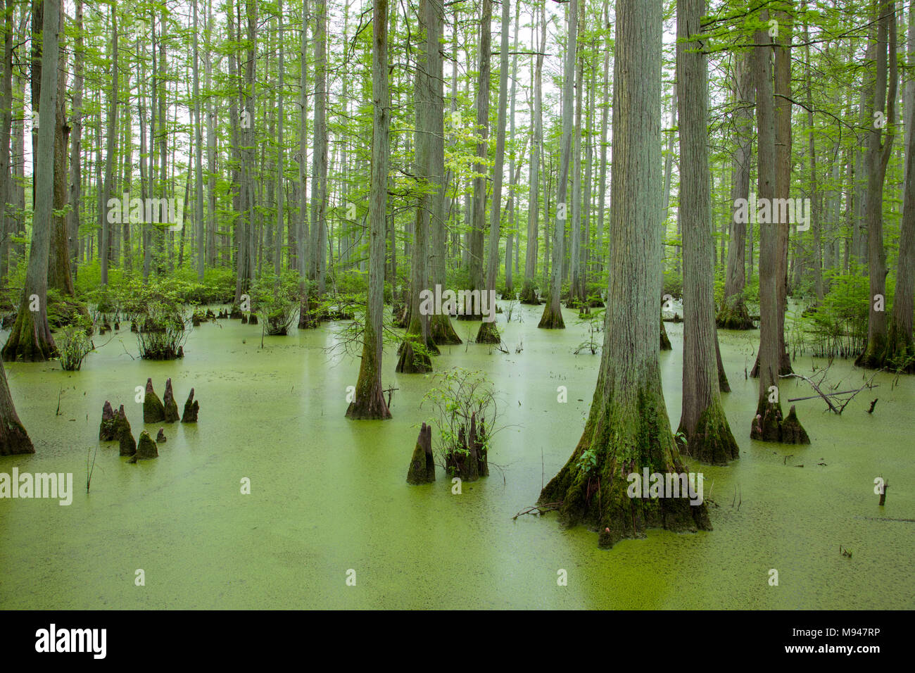 63895-14616 cipresso calvo alberi (Taxodium distichum) Heron Pond Little Black Slough, Johnson Co. IL Foto Stock