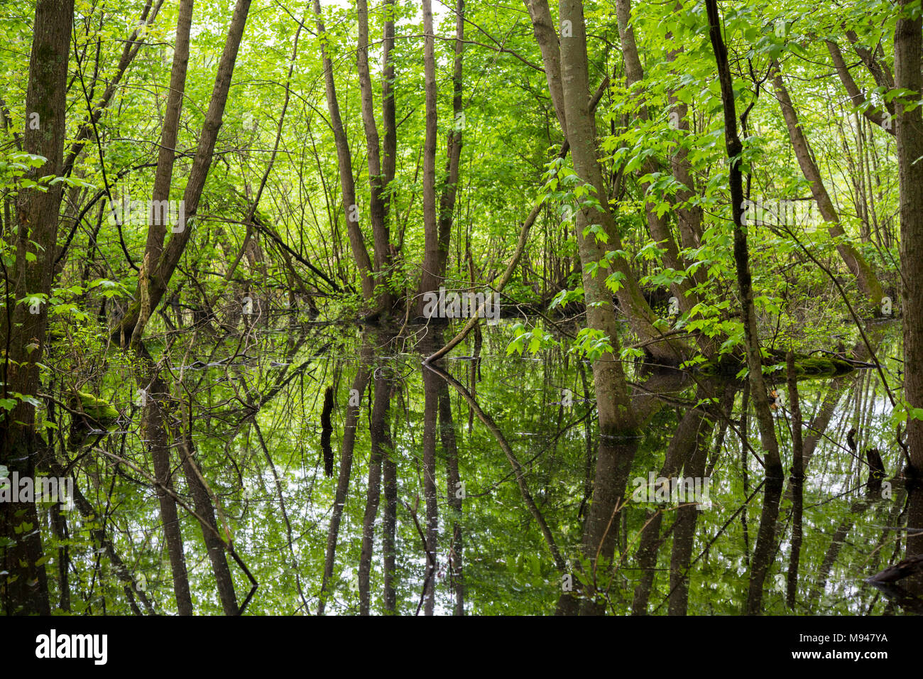 63895-15101 Palude lungo la strada del serpente LaRue colline di pino Otter stagno zona naturale Shawnee National Forest Unione Co. IL Foto Stock