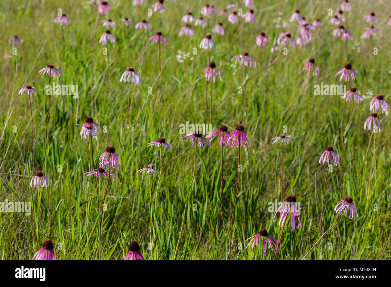 65063-00103 viola chiaro Coneflowers (Echinacea pallida) White River Trace Area di Conservazione, Dent Co. MO Foto Stock