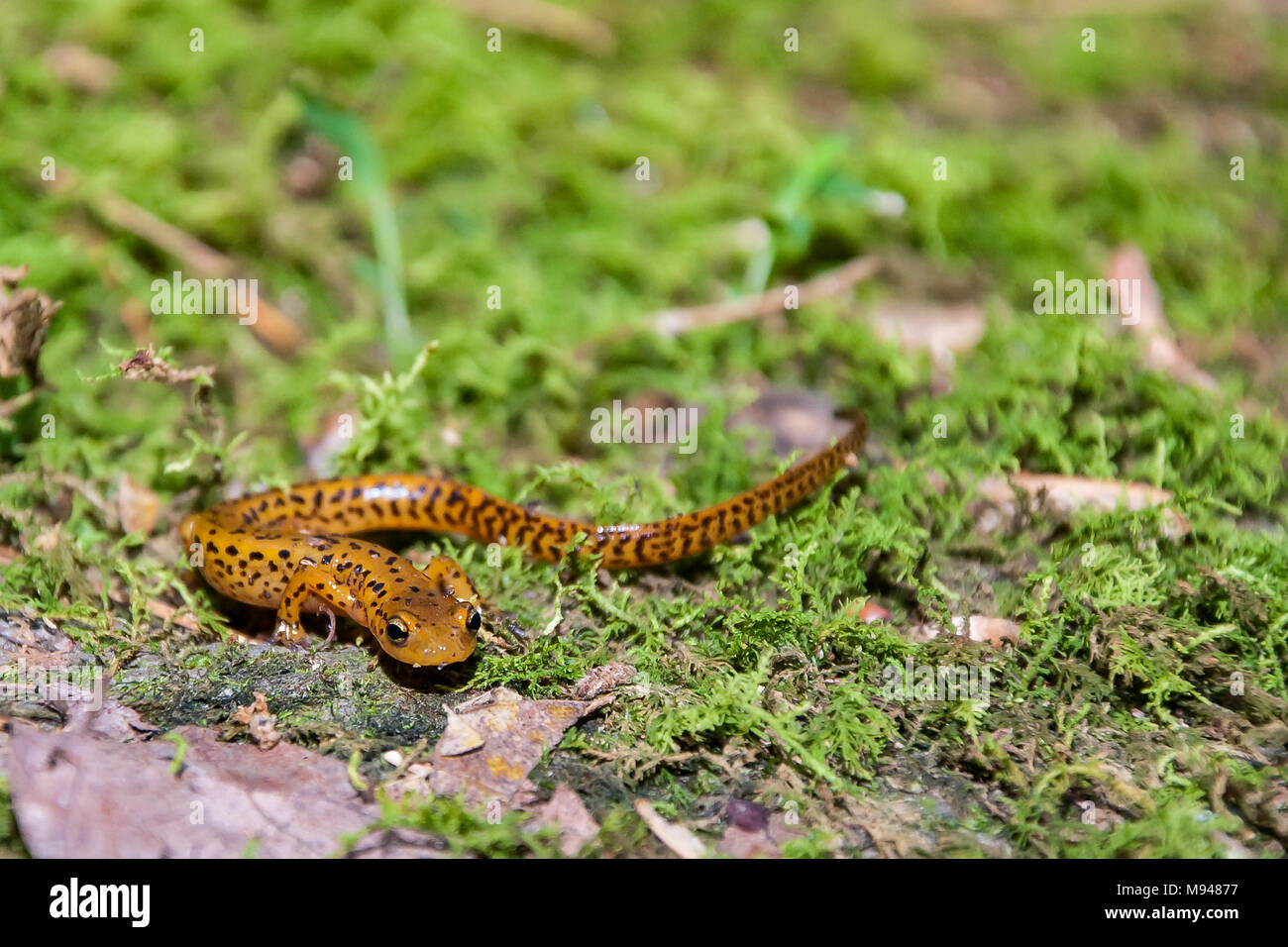 Long-tailed Salamander (Eurycea longicauda) Foto Stock