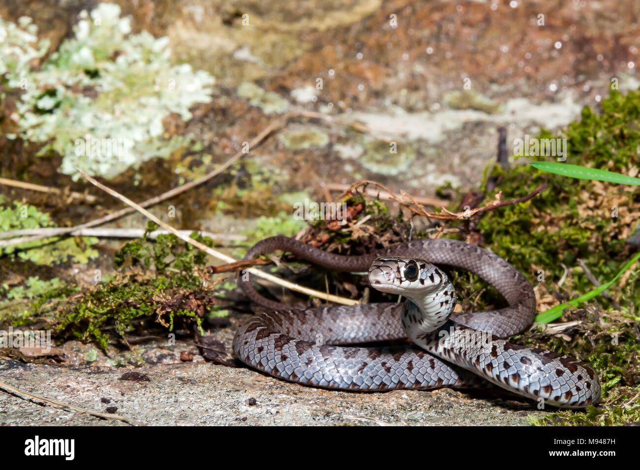 I capretti del Nord il corridore di nero (Coluber Constrictor constrictor) Foto Stock