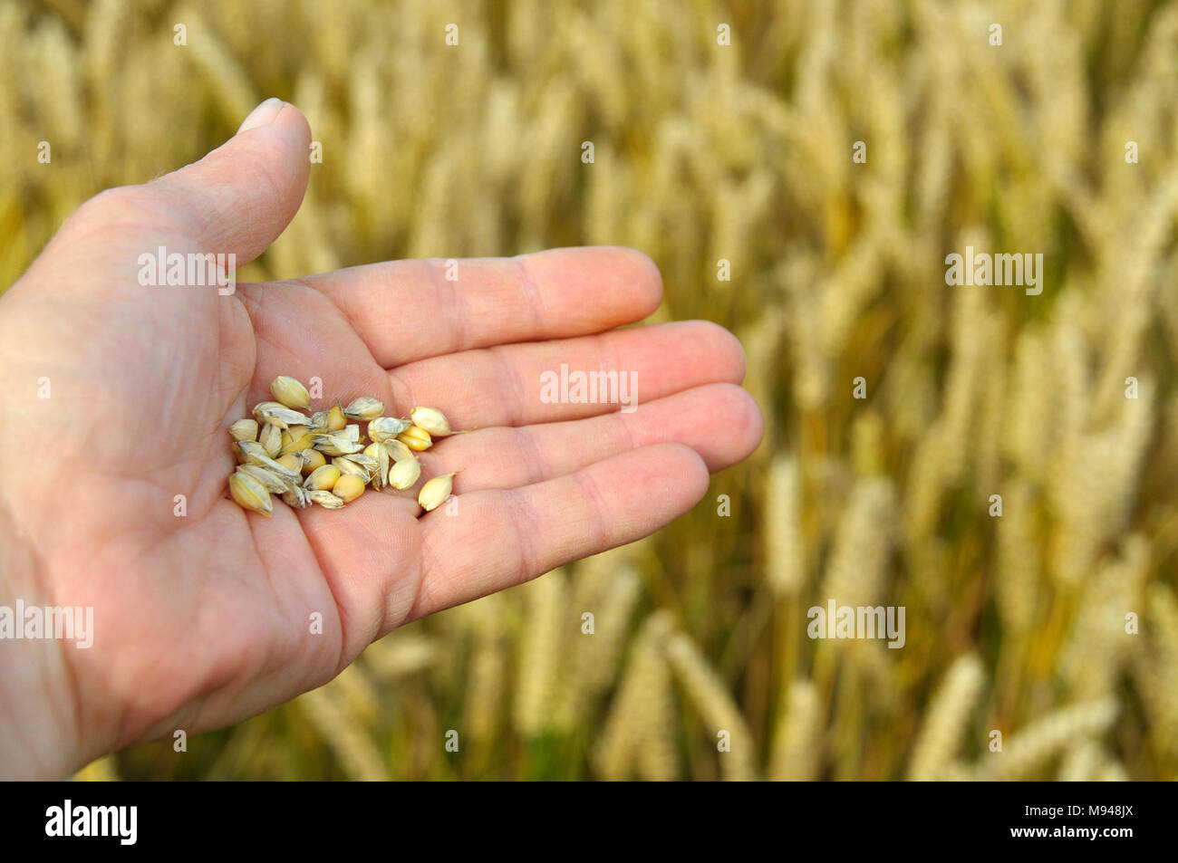 I semi di orzo detenute in una mano con un campo di crescente covoni di orzo in background. Foto Stock