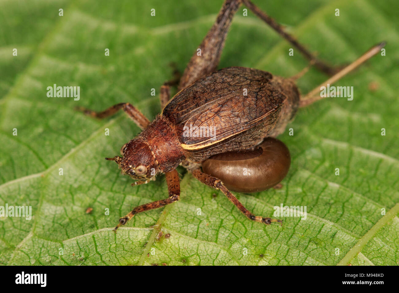 Inquieto Bush Cricket (Hapithus agitatore) con wasp parassiti infestazione (Rhopalosomatidae sp.) nella sua gamba. Foto Stock
