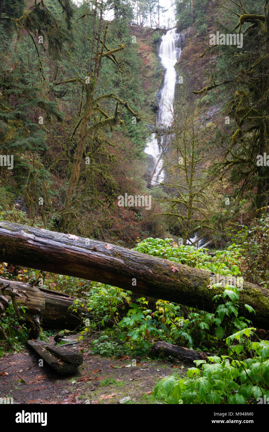 Un percorso è stata tagliata mediante registri e sotto il pennello nella foresta pluviale di bagnato che termina in corrispondenza di una cascata Foto Stock
