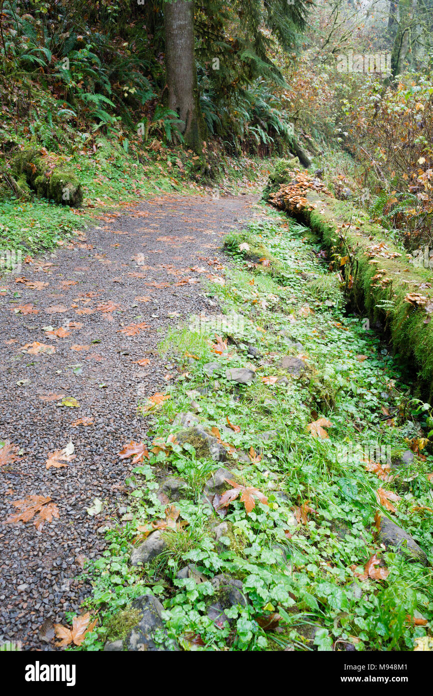 Un percorso è stata tagliata mediante registri e sotto il pennello nella foresta pluviale umido Foto Stock