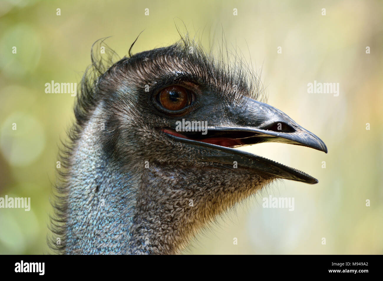 Testa della UEM bird (Dromaius novaehollandiae), il secondo più grande uccello vivo da altezza. Foto Stock