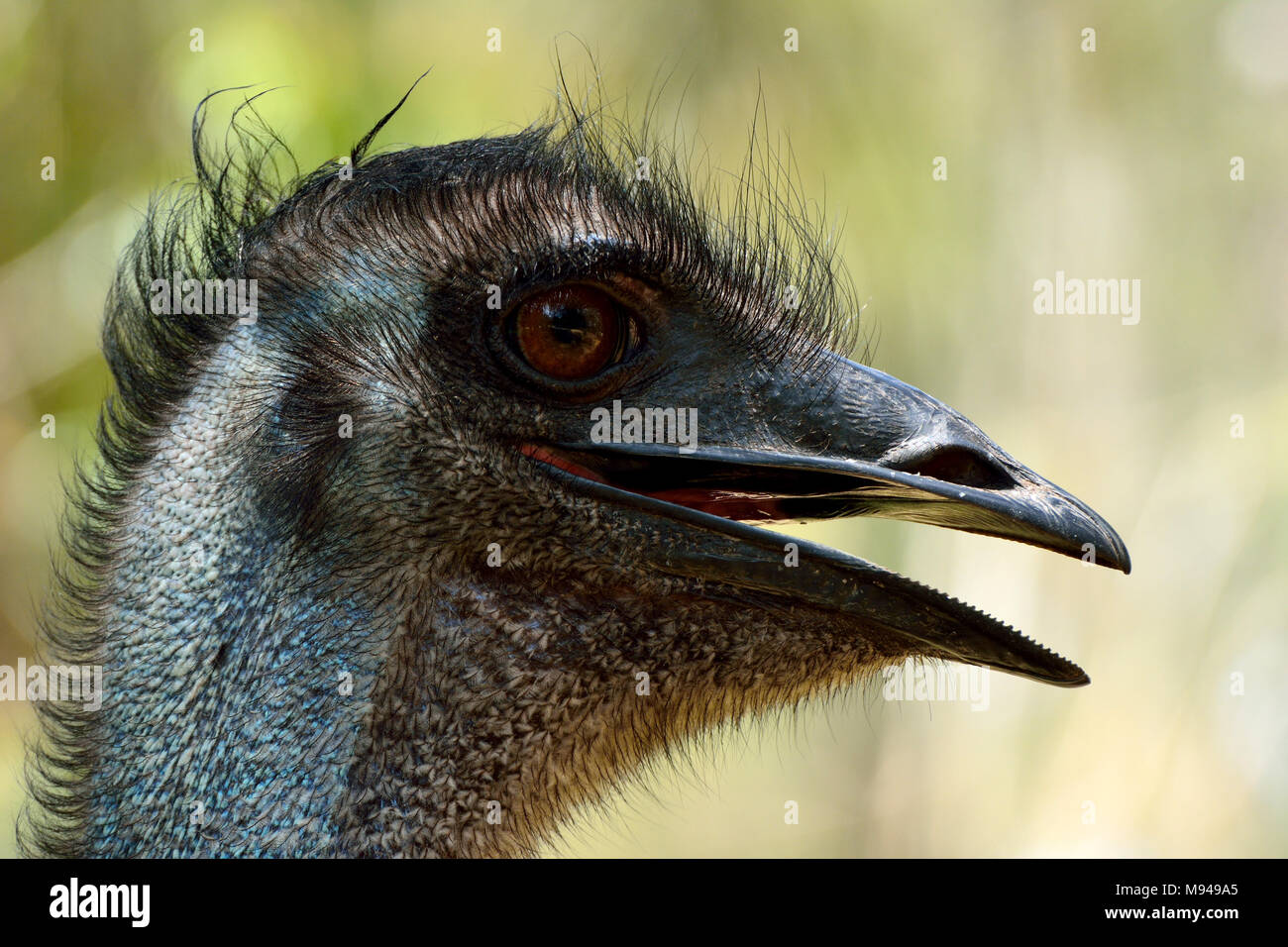 Testa della UEM bird (Dromaius novaehollandiae), il secondo più grande uccello vivo da altezza. Foto Stock