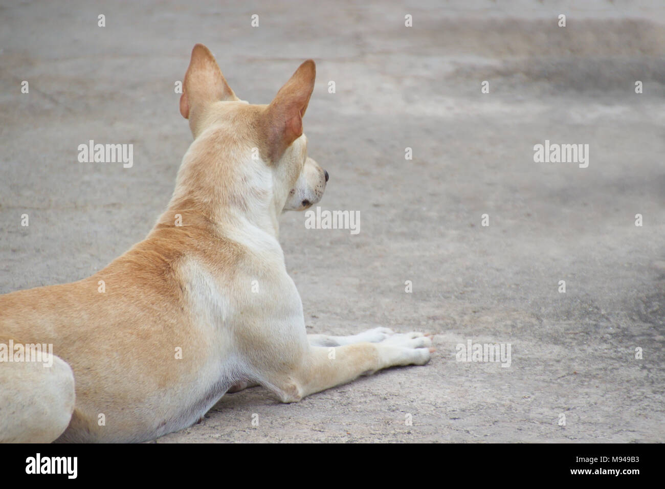 Chiuso solitario in attesa del cane accucciato a terra Foto Stock