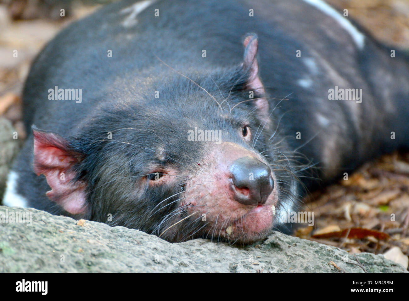 Ritratto del diavolo della Tasmania (Sarcophilus harrisii) in Australia. Foto Stock