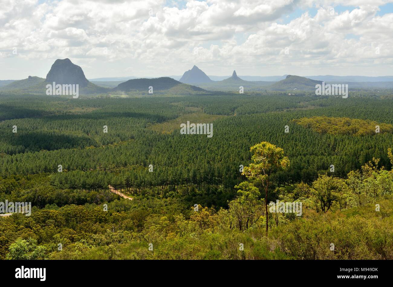 Vista sulle montagne Tibberoowuccum, Tibrogargan, Cooee, Beerwah, Coonowrin e Ngungun attraverso la foresta di pini in casa di vetro montagne regione nel Queensland, Foto Stock
