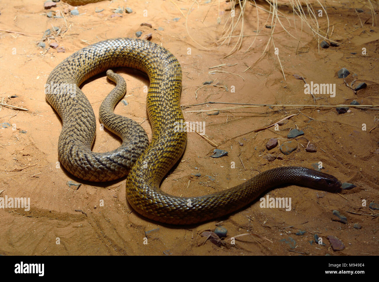 Inland taipan (Oxyuranus microlepidotus) è la maggior parte di serpenti velenosi nel mondo, endemico dell'Australia centrale. Foto Stock