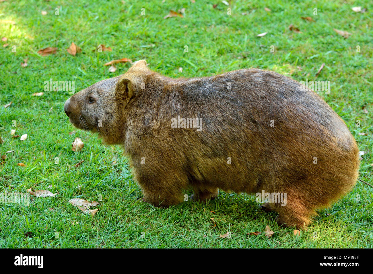 Wombat su erba verde in Australia. Foto Stock