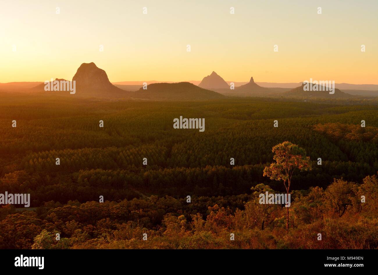 Vista della casa di vetro montagne (compresi Tibrogargan, Cooee, Beerwah, Coonowrin e Ngungun) attraverso la foresta di pini al tramonto nel Queensland, in Australia. Foto Stock