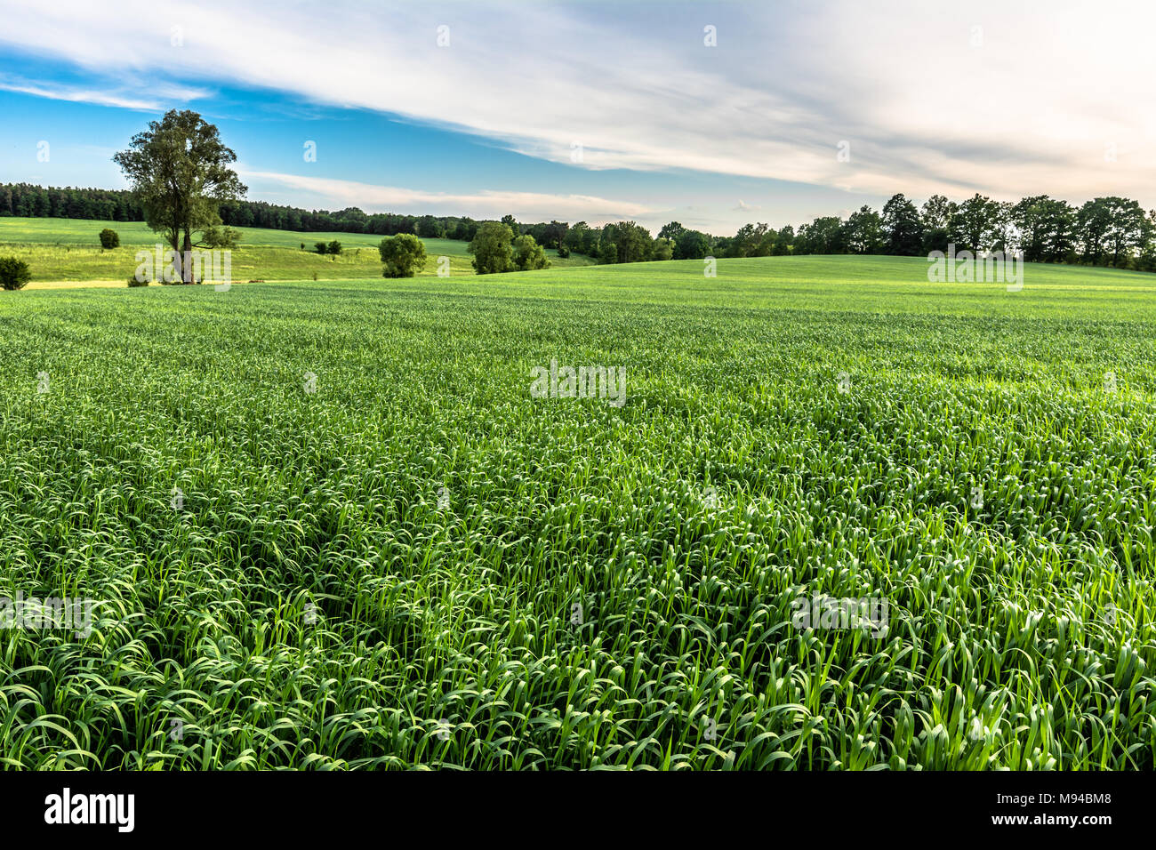 Cereali campo verde paesaggio, campo rurale in estate Foto Stock