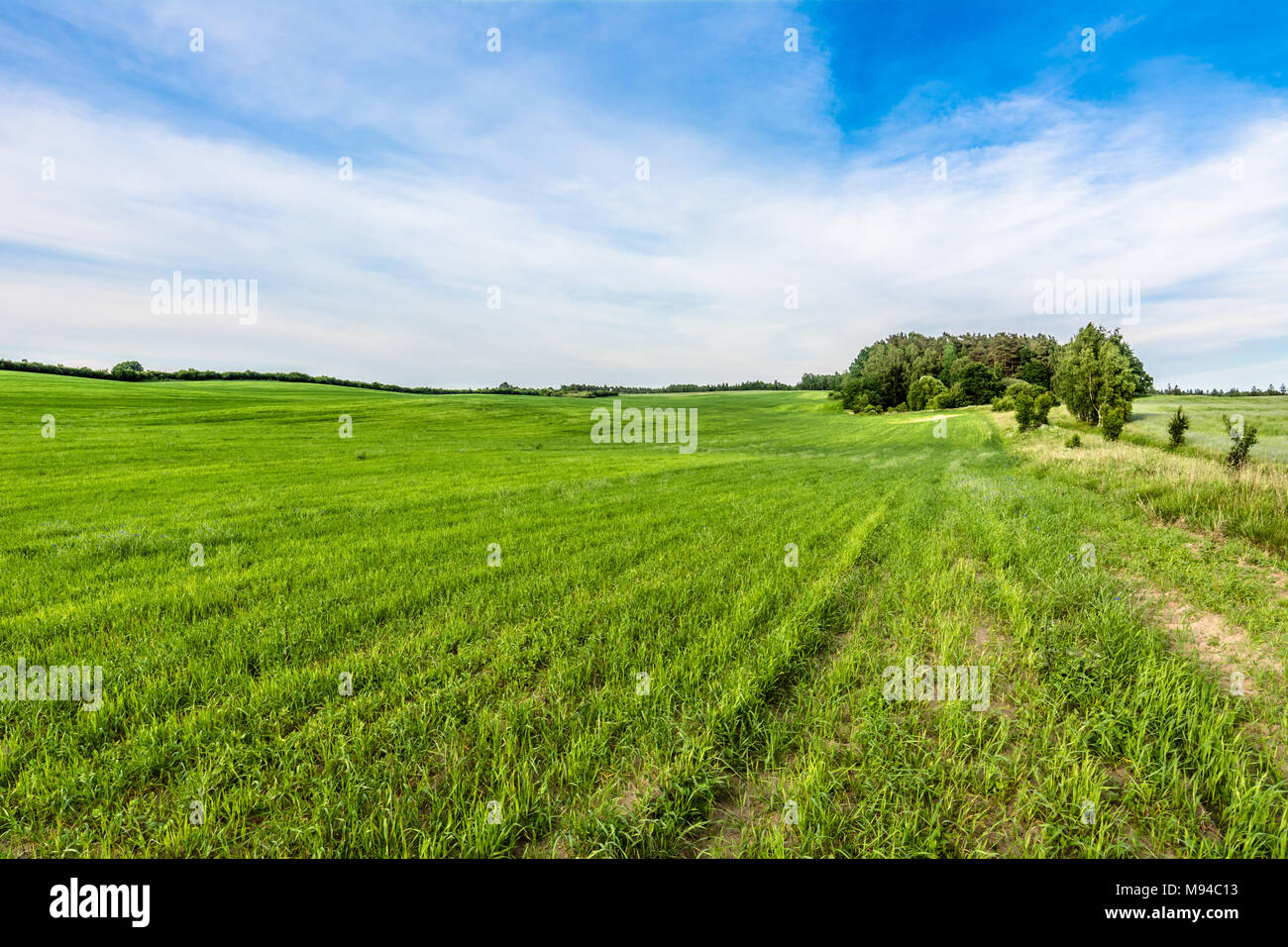 Campo di erba, il verde paesaggio della molla Foto Stock