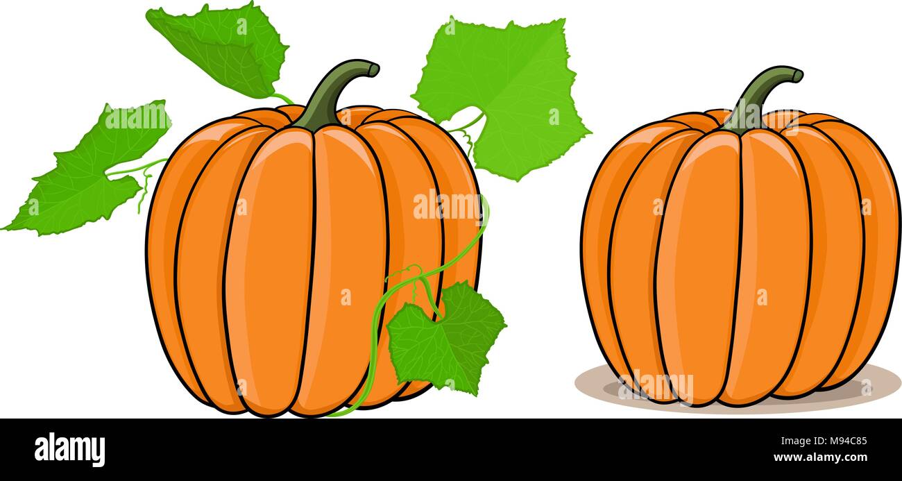 Zucca Illustrazione Vettoriale