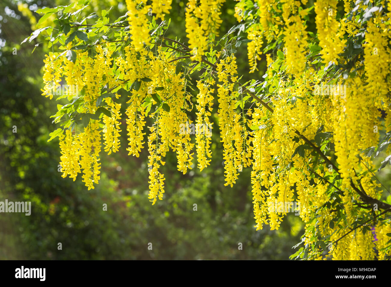 Florescences di Golden anagyroides Maggiociondolo - Goldregen - con raggi solari Foto Stock