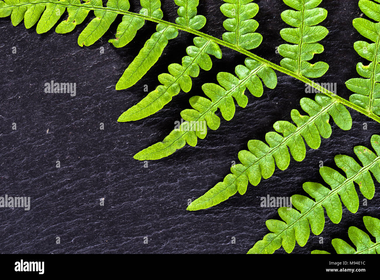 Foglia verde texture, fern su sfondo nero, geometria sacra in natura, fractal pattern naturale Foto Stock