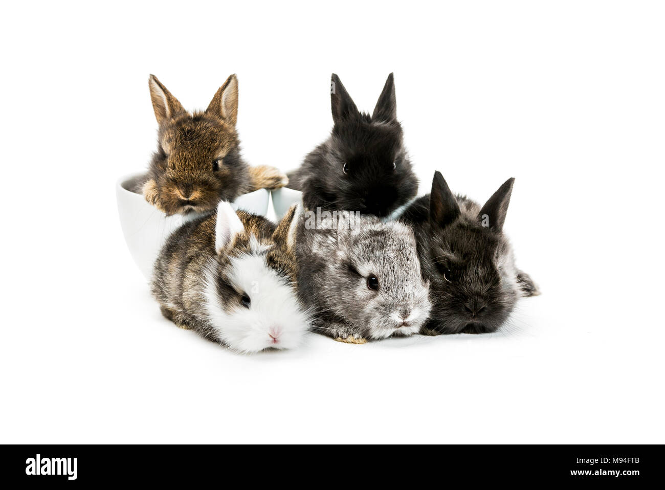 Studio shot di cinque conigli giovani. Due di loro sono seduti in tazze da caffè, gli altri tre sono seduti di fronte a. Foto Stock