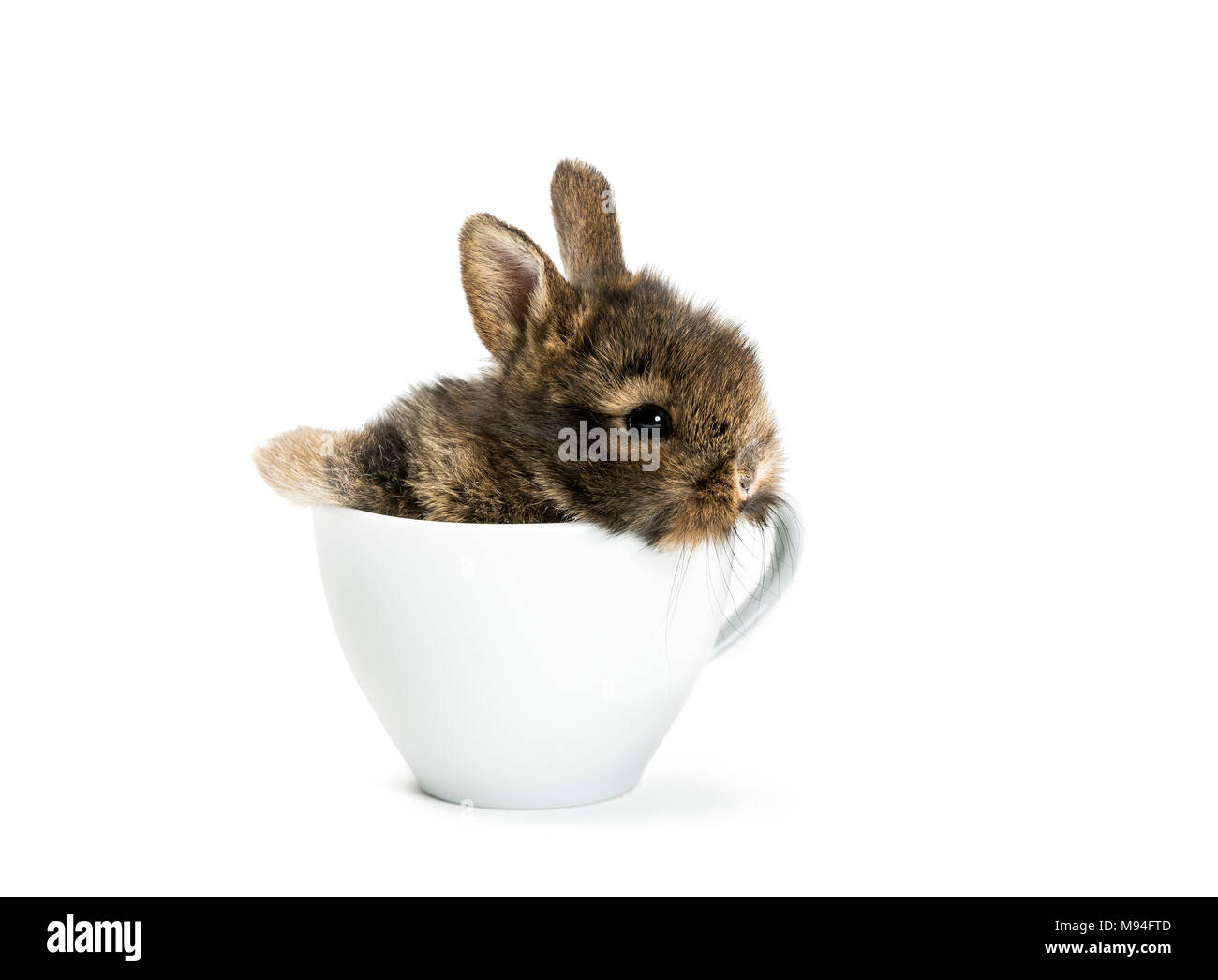 Coniglio giovane seduto in una tazza di caffè. Foto Stock