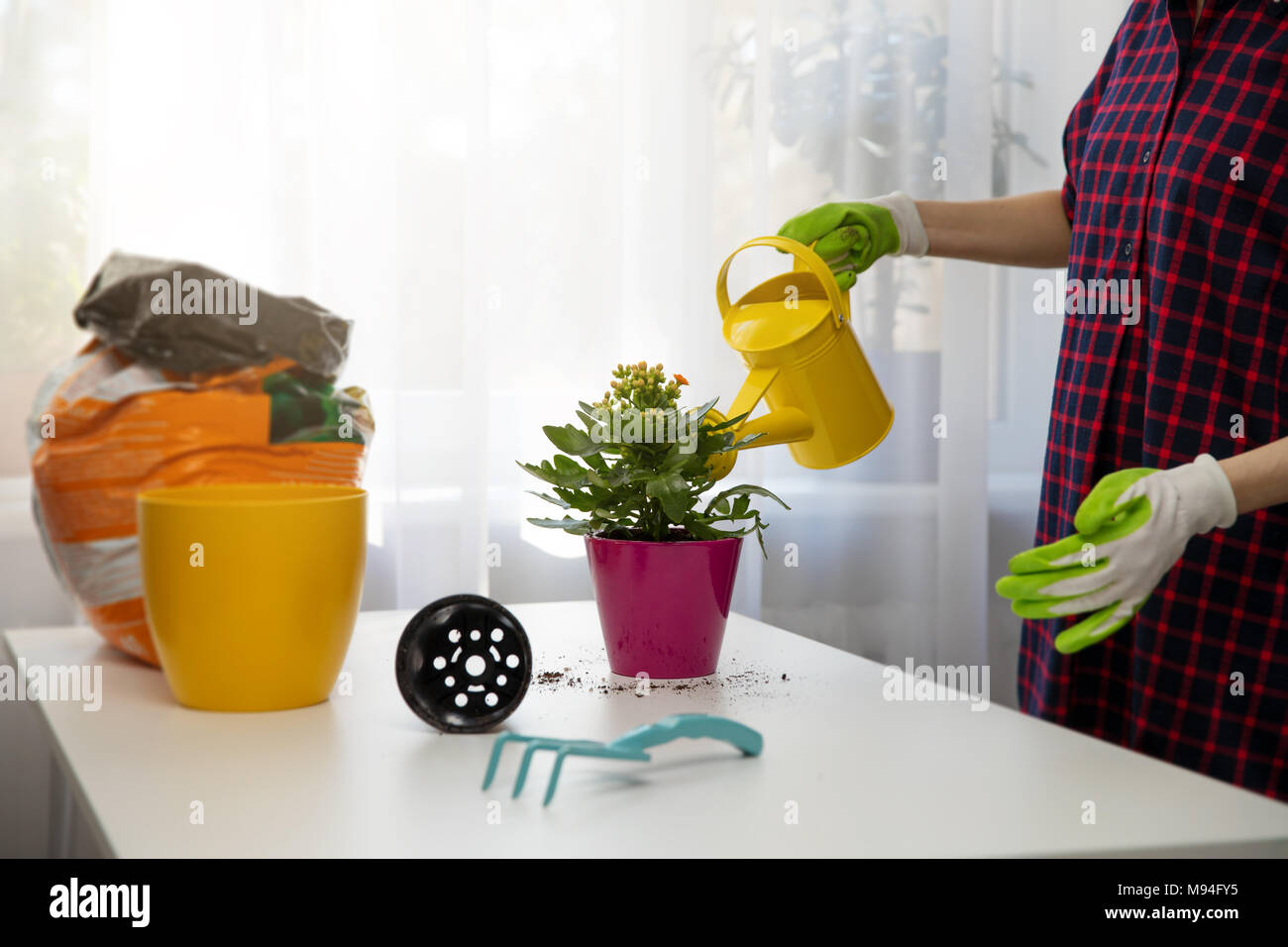 Donna di irrigazione impianto indoor dopo avere piantato in un vaso di fiori Foto Stock