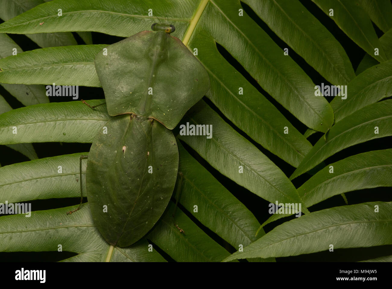Uno schermo o una foglia mantis (Choeradodis specie) si basa sulla sua incredibile camouflage per mescolarsi con le piante e rimanere nascosto. Foto Stock