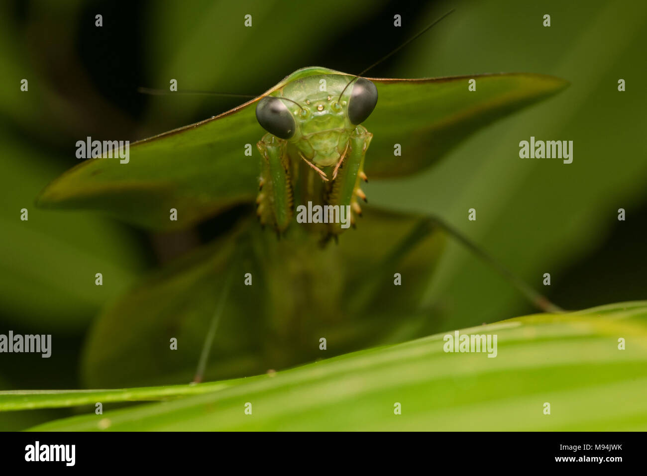 Uno schermo o una foglia mantis (Choeradodis specie) si basa sulla sua incredibile camouflage per mescolarsi con le piante e rimanere nascosto. Foto Stock
