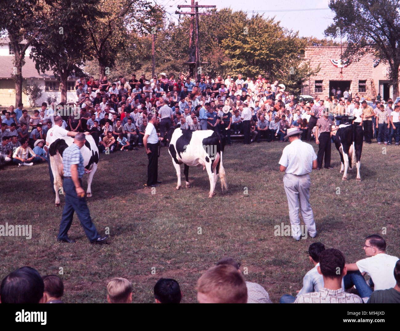 Per vacca da latte a giudicare a County Fair in Kansas, ca. 1962. Foto Stock