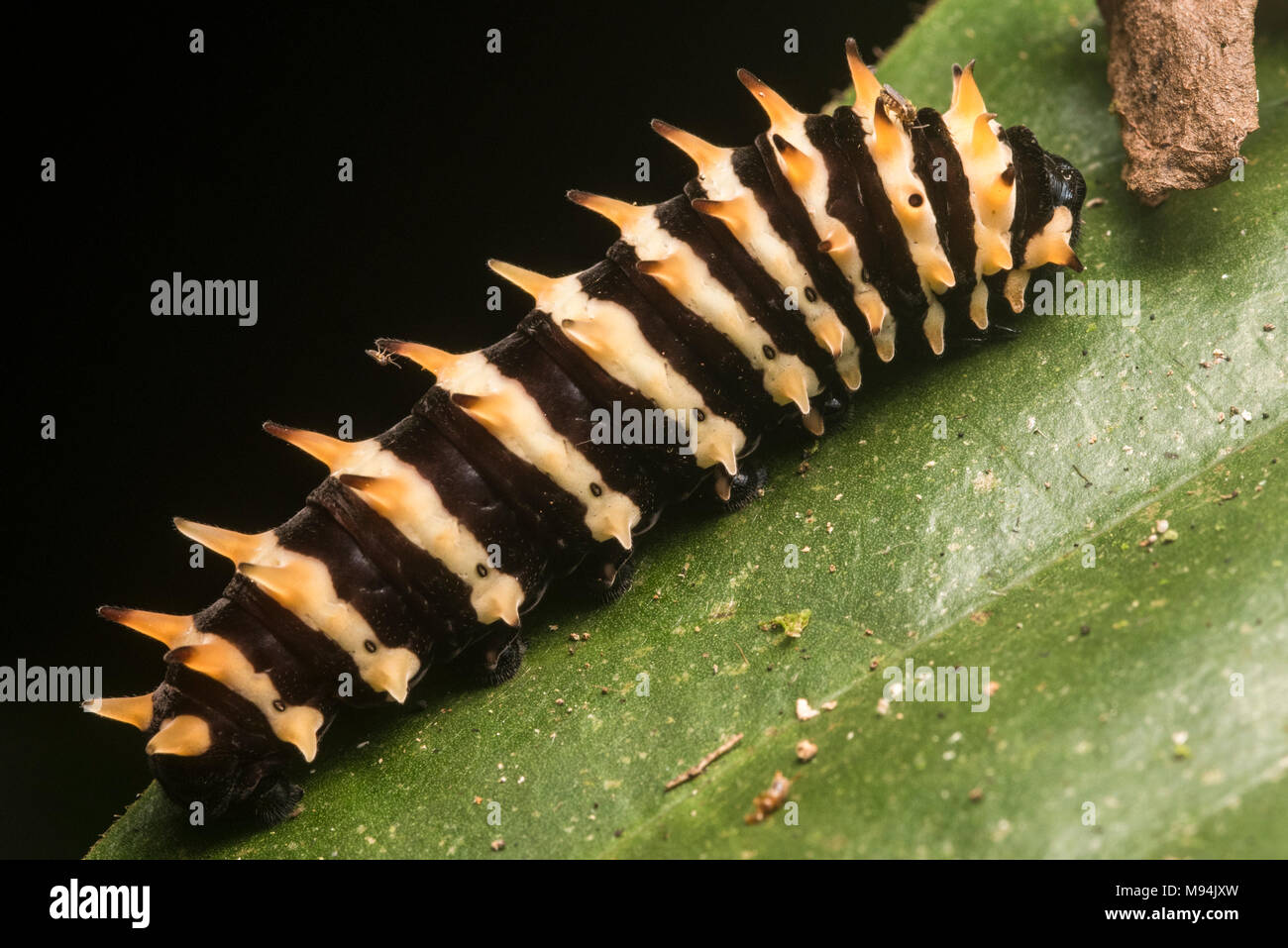 Un caterpillar non identificato dalla foresta pluviale tropicale in Perù. I suoi colori vivaci indicano che è probabile una specie nocive con cattivo gusto. Foto Stock