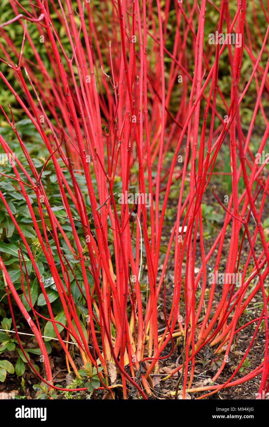 Cornus alba sibirica luminoso rosso nasce in primavera Foto Stock