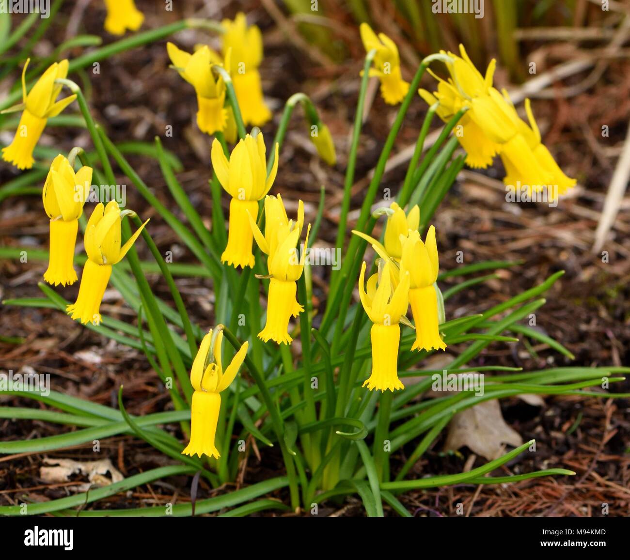 Ciclamino daffodil in fiore in primavera Foto Stock