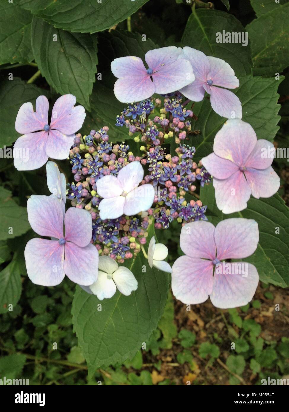 Una rosa Ortensia visualizza una sfumatura blu per i suoi petali prima dell'apertura, indicando un po' di alluminio nel suolo. Foto Stock