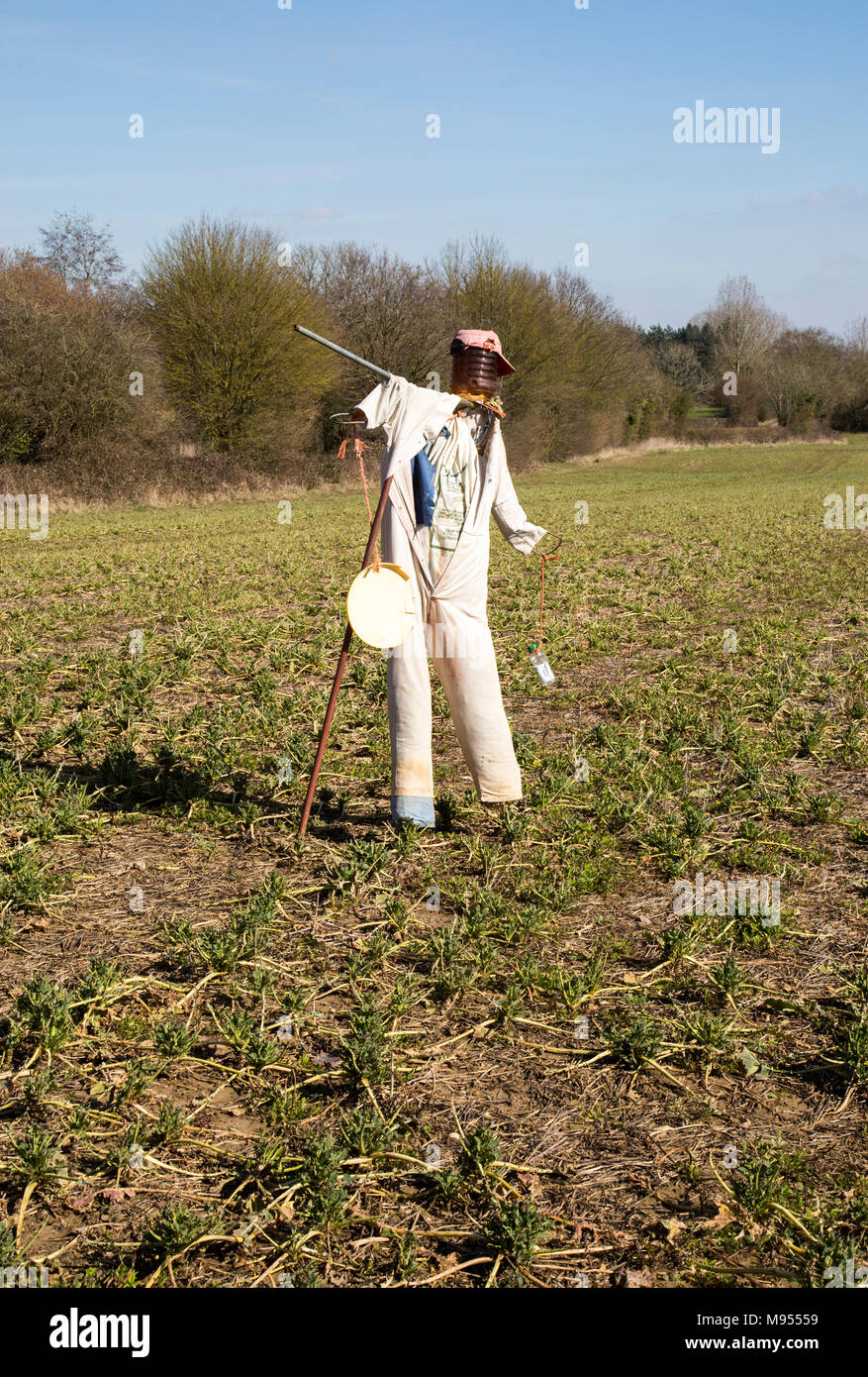 Lo Spaventapasseri in piedi in campo, Lindsey, Suffolk, Inghilterra, Regno Unito Foto Stock