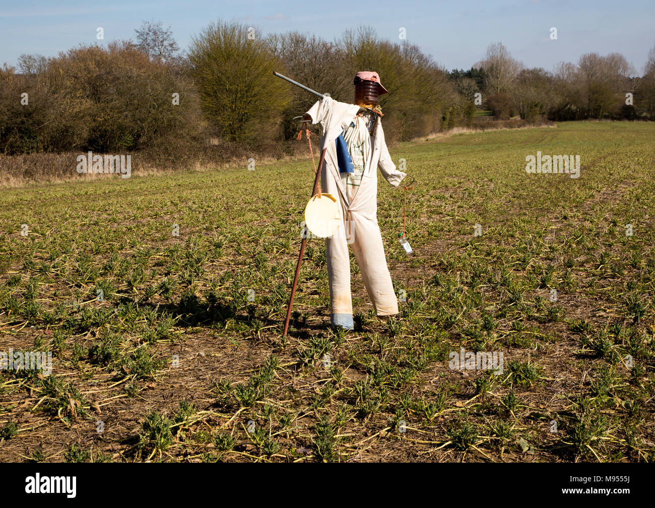 Lo Spaventapasseri in piedi in campo, Lindsey, Suffolk, Inghilterra, Regno Unito Foto Stock