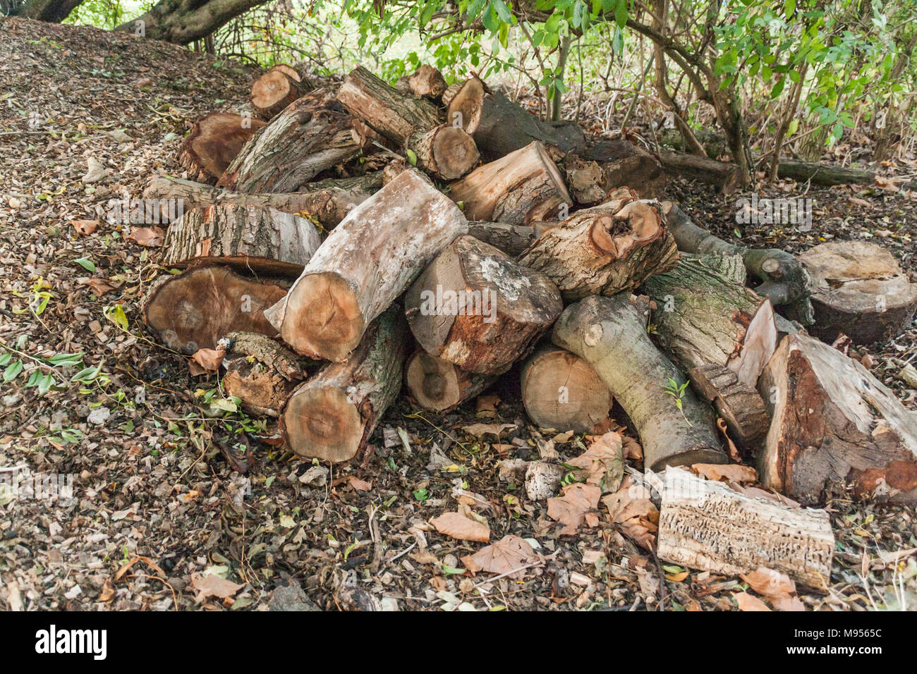 Un mucchio di tronchi in Richmond Park,Londra,l'Inghilterra,UK Foto Stock