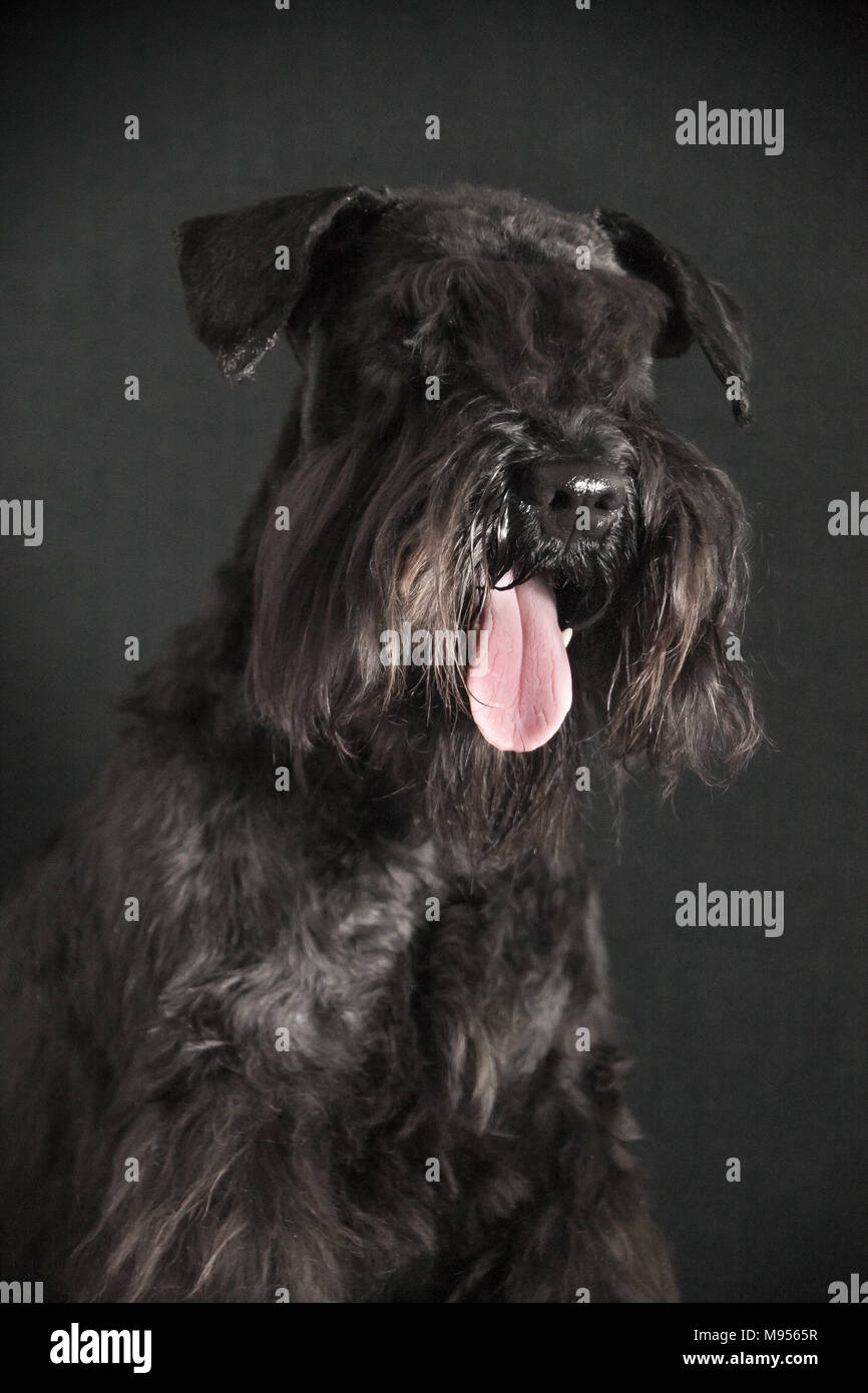 Schnauzer cane ritratto Foto Stock