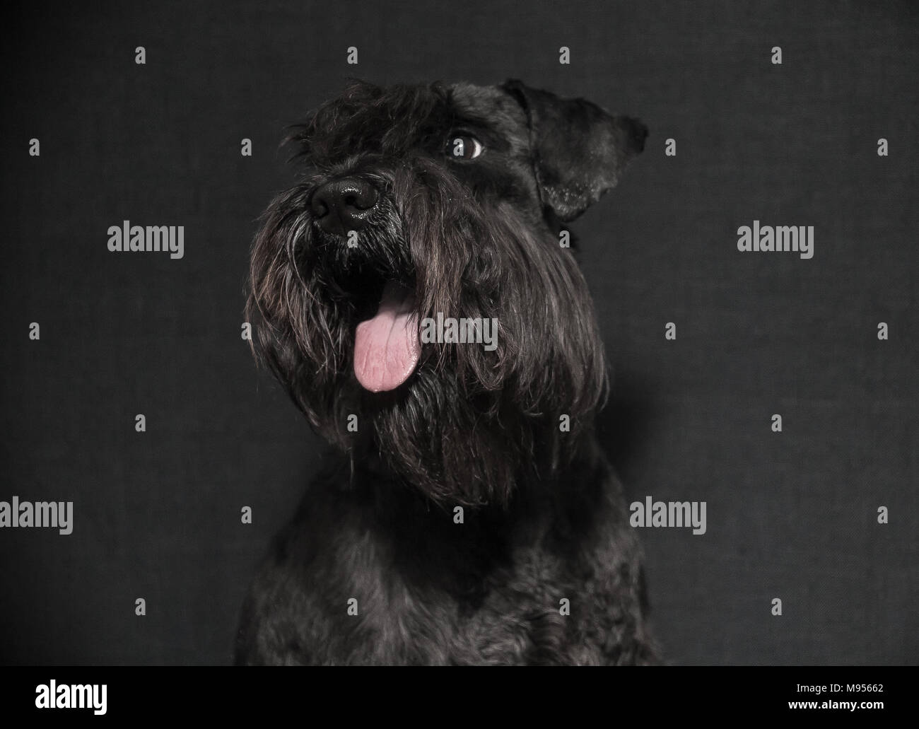 Schnauzer cane ritratto Foto Stock