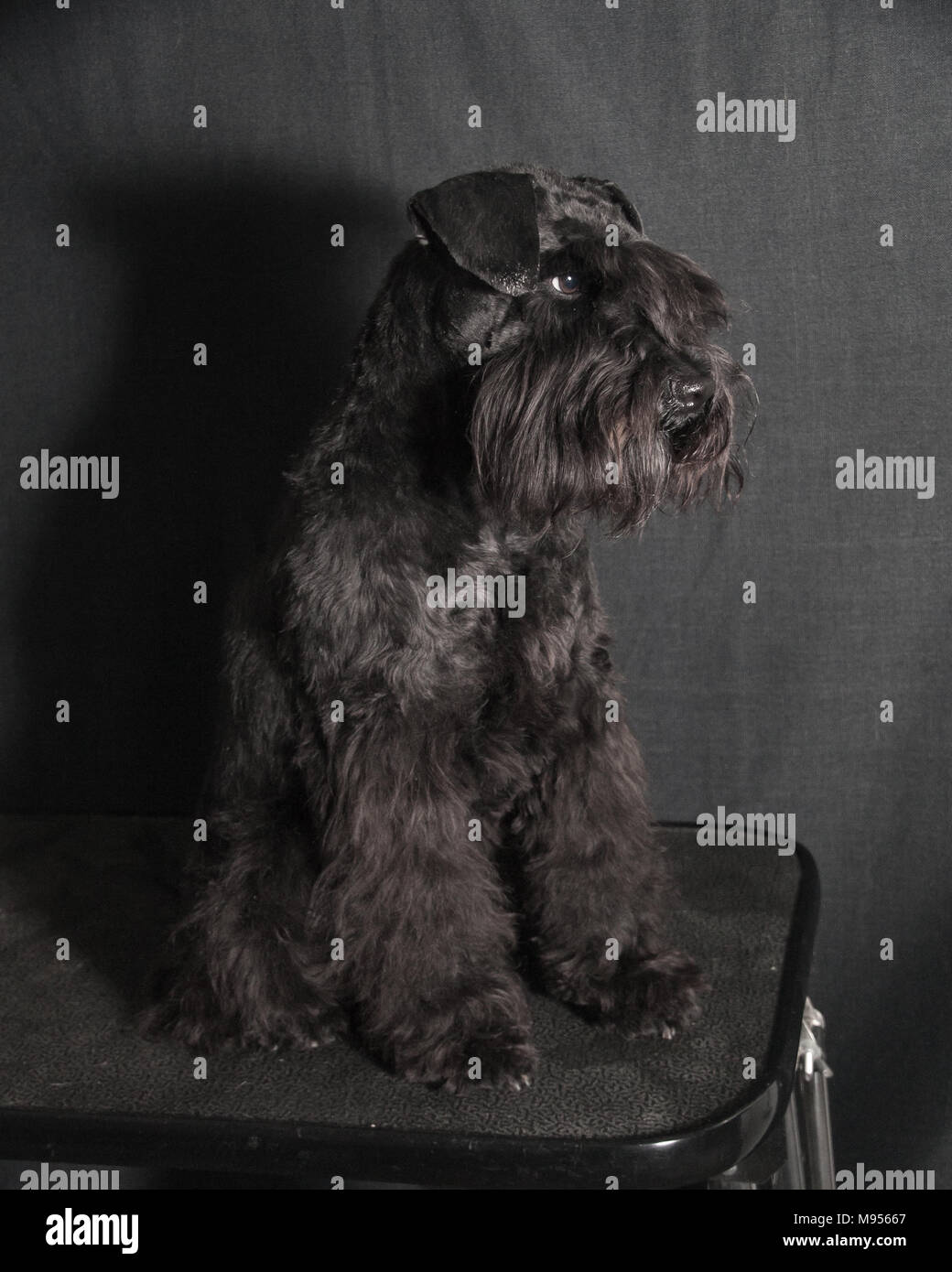 Schnauzer cane ritratto Foto Stock