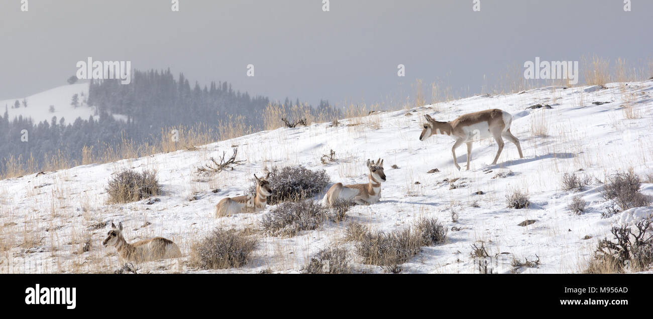Tan e bianco pronghorn antelope a piedi e il resto su la neve soffiata hillside. Foto Stock