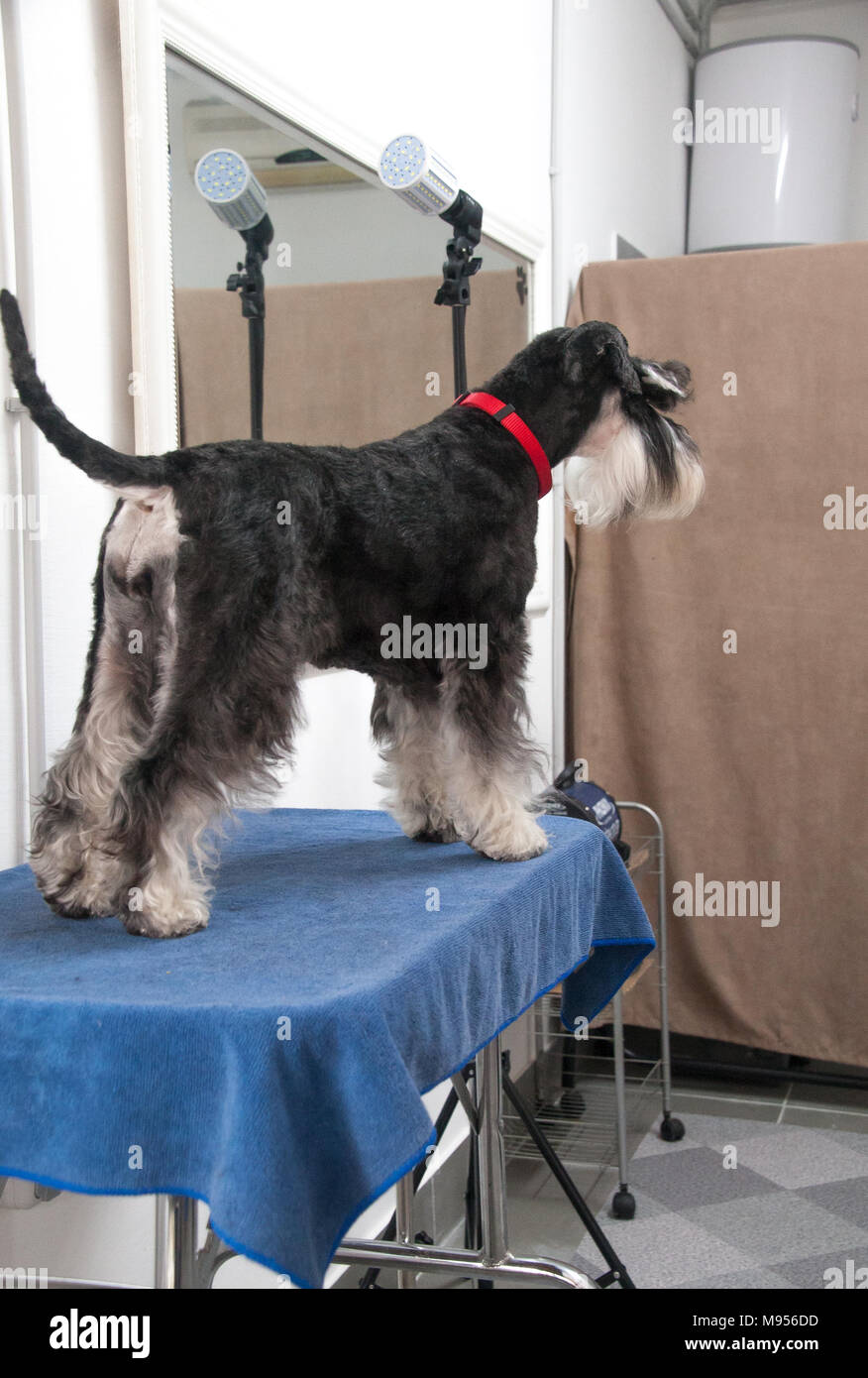 Schnauzer cane ritratto Foto Stock