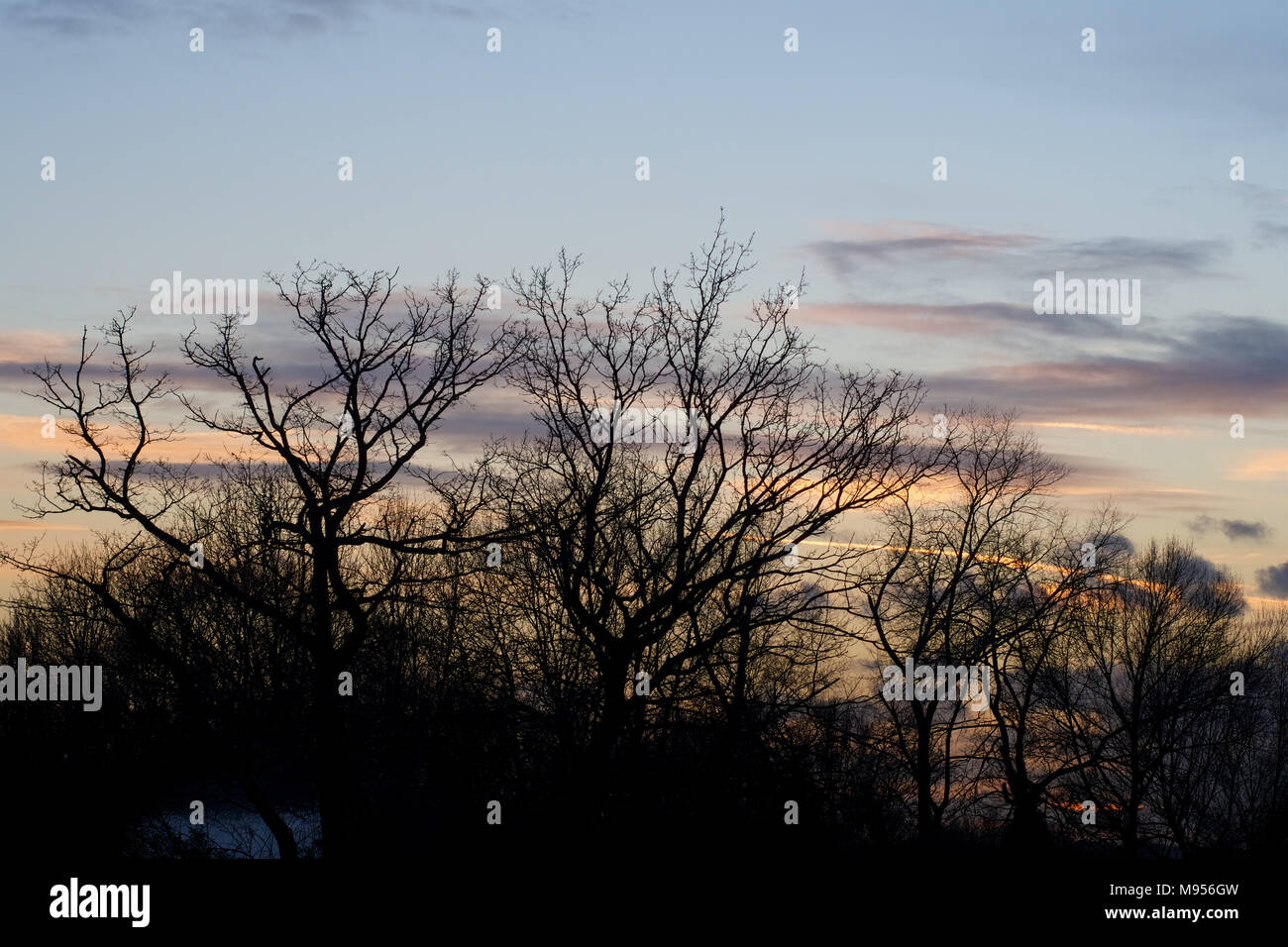 Una vista di alberi in silhouette al tramonto sul Lago di prati, Billericay, Essex, UK Credit: Ben rettore/Alamy Stock Photo Foto Stock