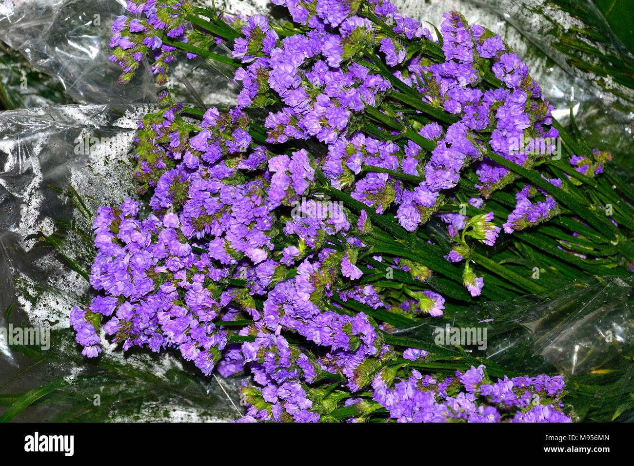 Viola Lavanda fiori mazzetto vicino sul bagnato sfondo cellophane. Usato in aromaterapia - lavanda sacchetto, cosmetologia - Lavanda sapone e sale maki Foto Stock