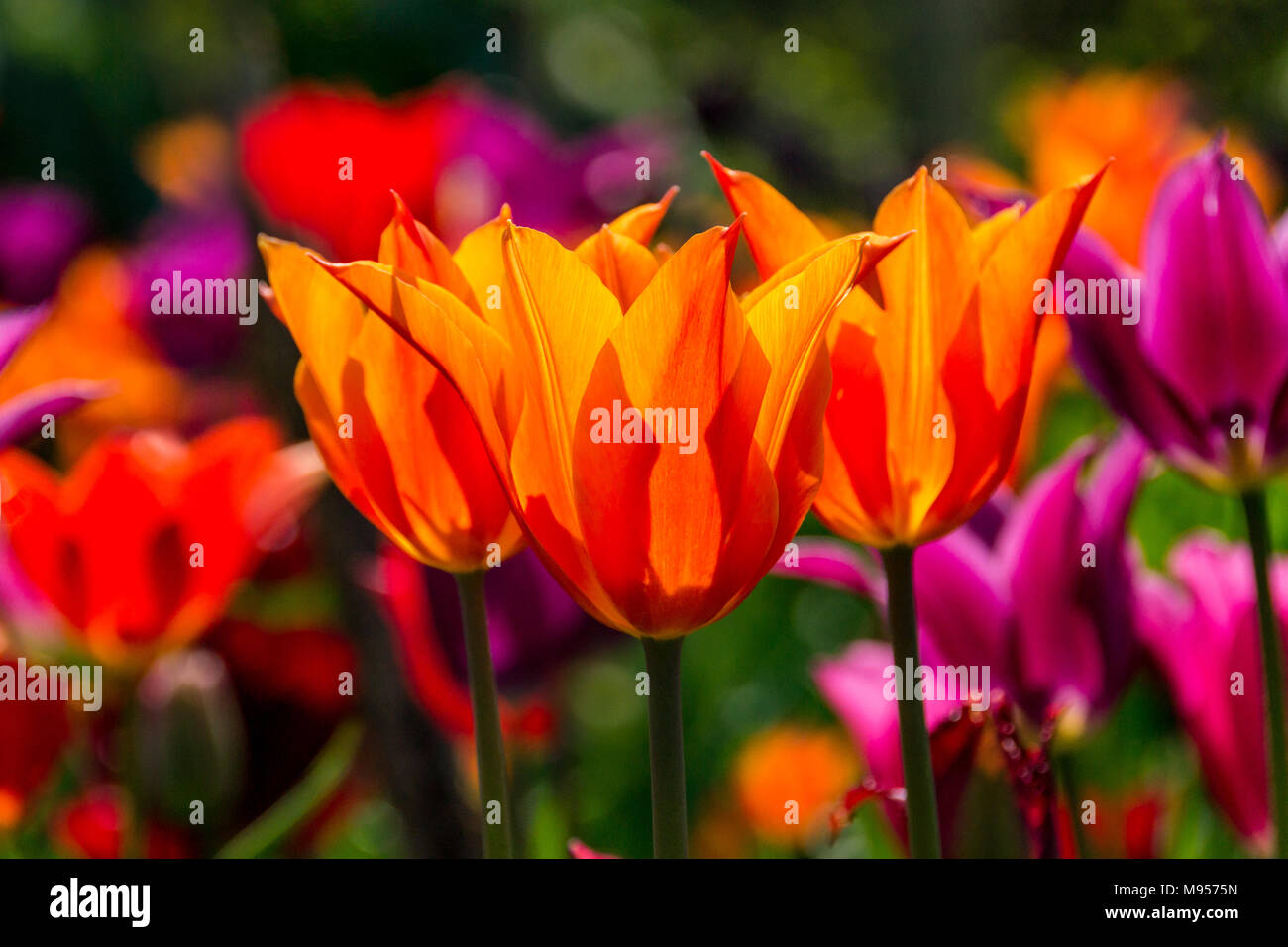 Un bordo colorato di tulipani misti fuoco principale su giglio rosso a fiore tulipa Foto Stock