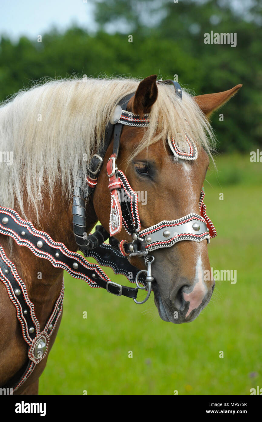 Splendidamente decorate cavalli su un pellegrinaggio cattolico in Baviera, Germania Foto Stock