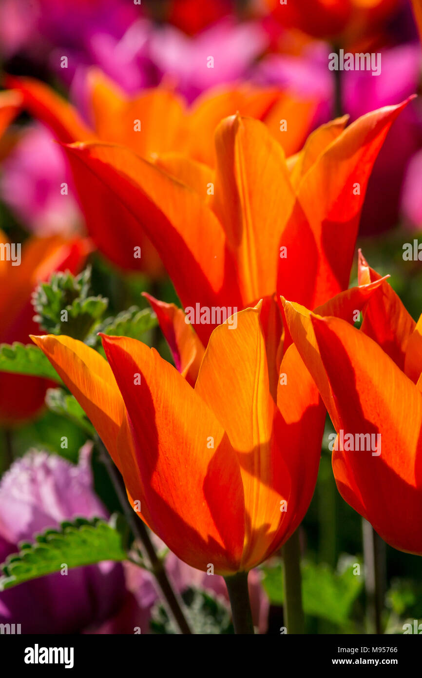 Close up arancione brillante giglio fiorito di tulipani in un tulipano bed retro illuminata con Sun Foto Stock
