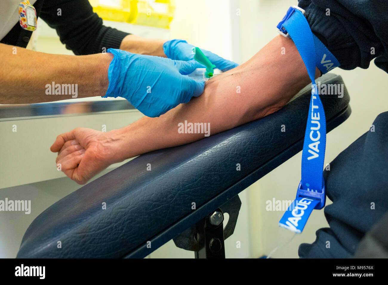 Infermiere flebotomista che preleva un campione di sangue dal braccio del paziente con laccio emostatico, nhs uk Foto Stock