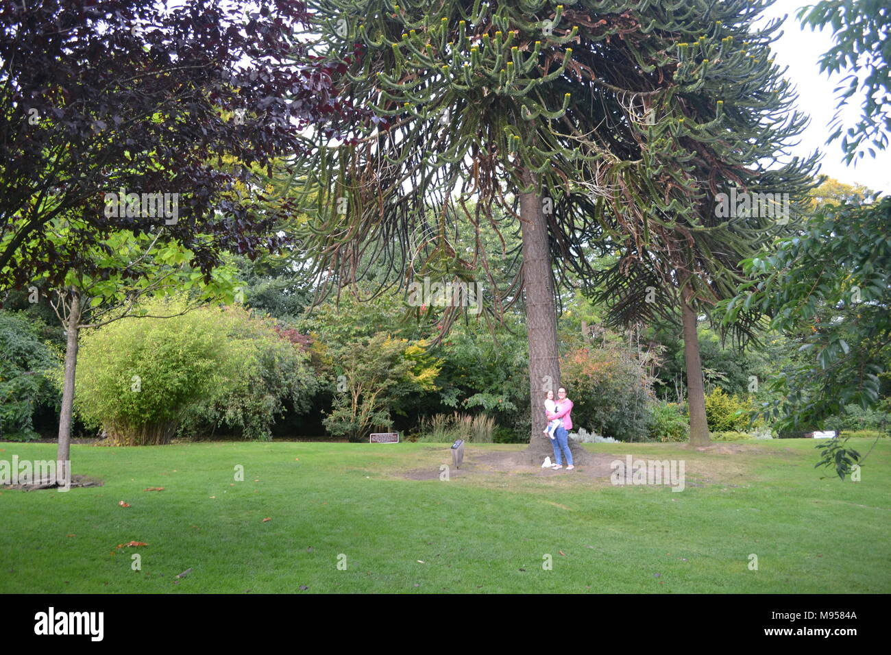 "Botanic Gardens Glasgow' 'enorme puzzle di scimmia tree' 'Glasgow' 'Scotland'. Foto Stock