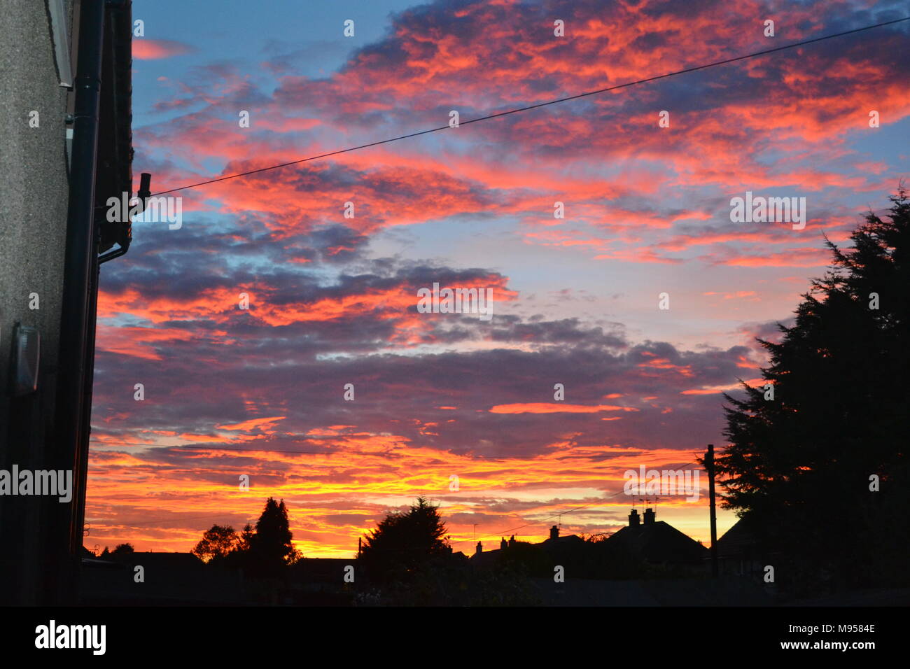 'Redskies' 'Stormo di oche selvatiche' 'dusk stabilendosi in oltre Falkirk Scozia' 'Falkirk' 'Scotland'. Foto Stock